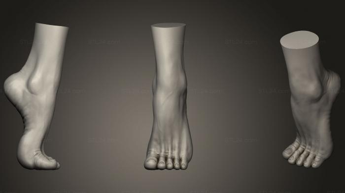 Анатомия скелеты и черепа (Женская нога, ANTM_0448) 3D модель для ЧПУ станка